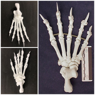 MS001 Black Bear Hindpaw