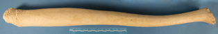 MS010 Walrus Baculum