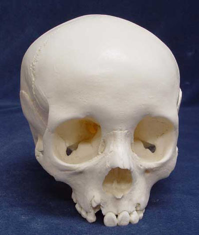 CS302-Human-subadult.jpg
