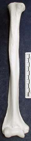 SA304 Humerus web.jpg