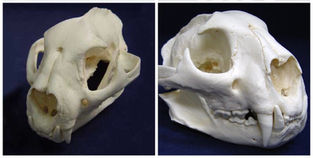 MS006 Mountain Lion Cranium and Mandible