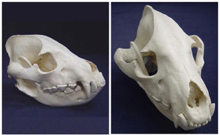 MS007 Hyena Male Skull