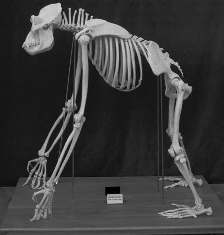 PR200 Complete Articulated Gorilla