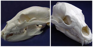 MS003 Bear Cranium and Mandible