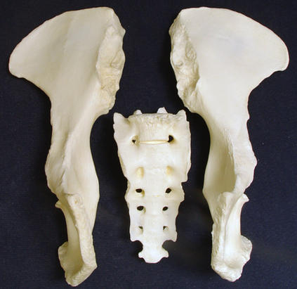 PR009 Crios Pelvic Chimpanzee