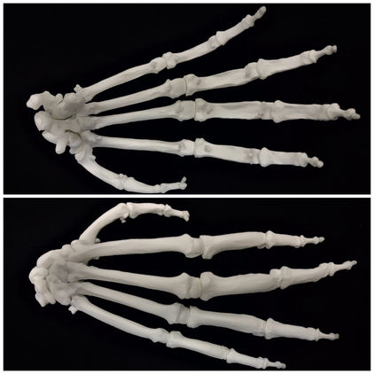 PR002 Orangutan Hand and Wrist