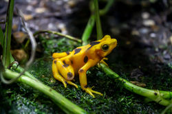 Dart Frog