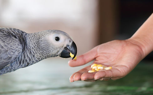shutterstock_568471339.jpg