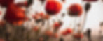 milos-tonchevski-zVH_KLQWWM8-unsplash_ed