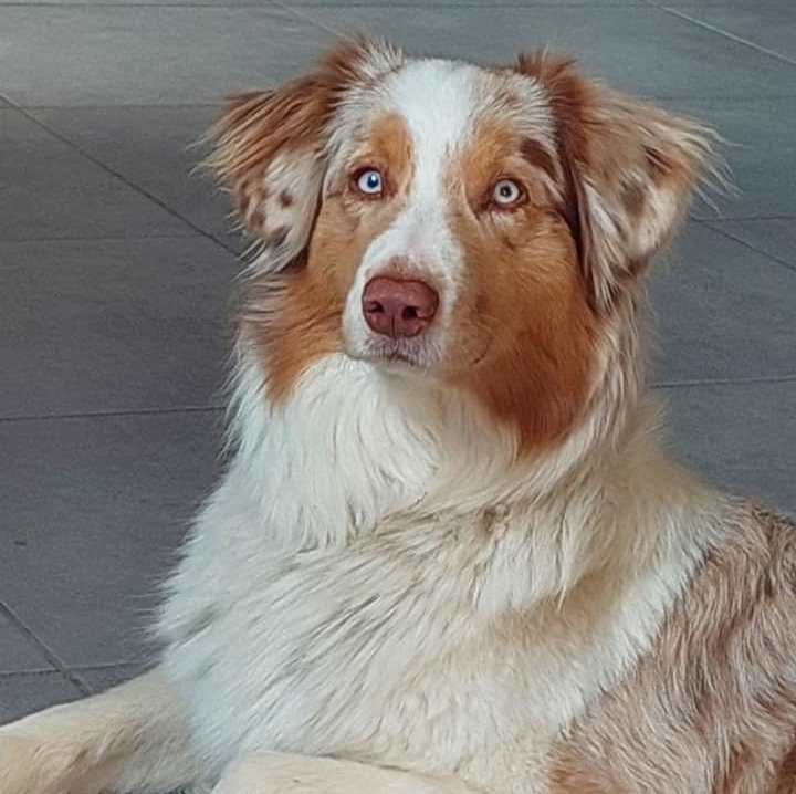 BILAN COMPORTEMENTAL