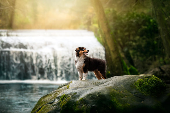 maeva-belugou-educateur-canin-comportementaliste-promenade-balades-sociales-chien-95-yveli