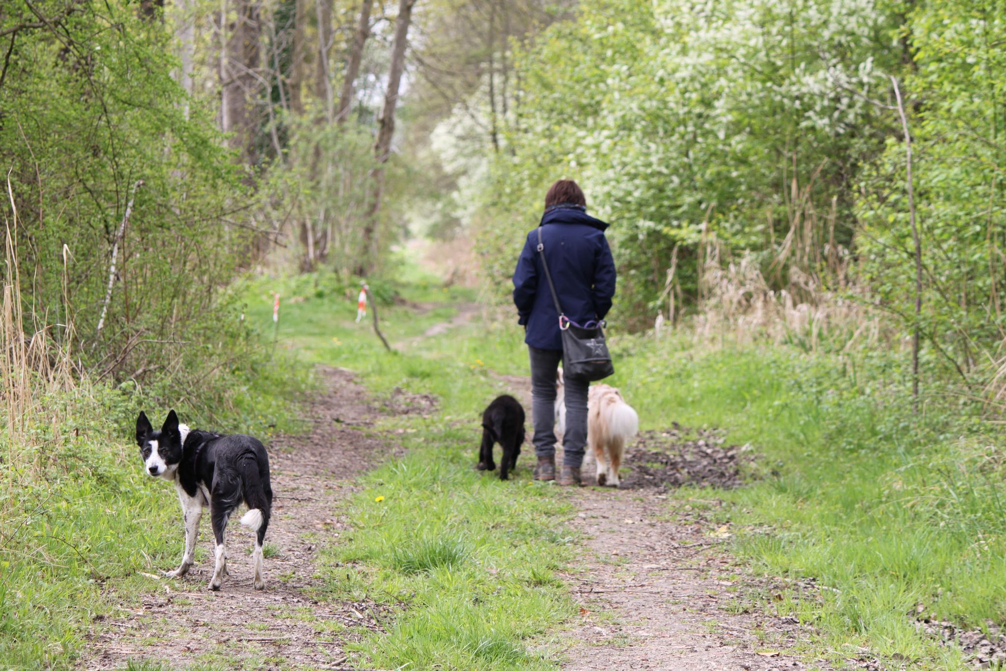 Éducation canine en Isère