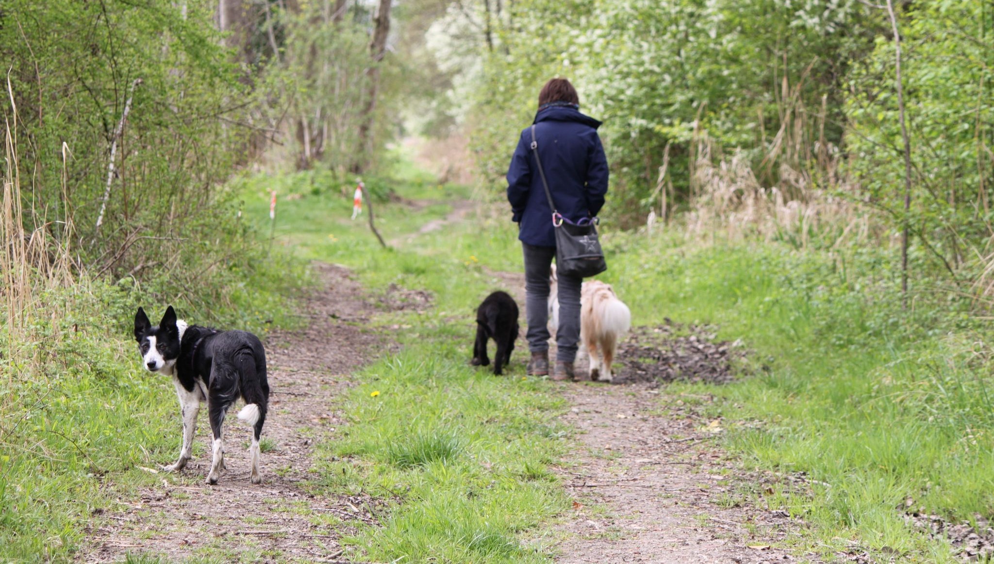 Audrey Mergoux - Lunadog