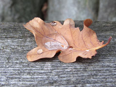 lydie-feltgen-praticienne-MLC