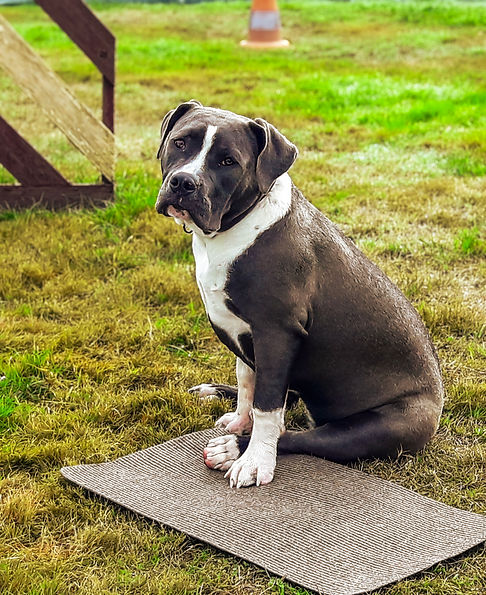 caprices-de-sirius-education-canine-formation-chien-refuge-mediation-ain-macon-sandrine-ve