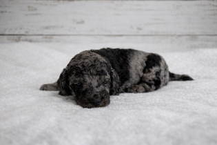 phantom merle poodle, harlequin merle poodle