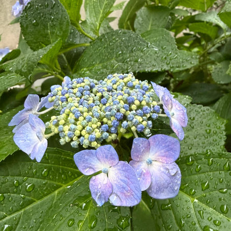 梅雨の季節を彩る花々