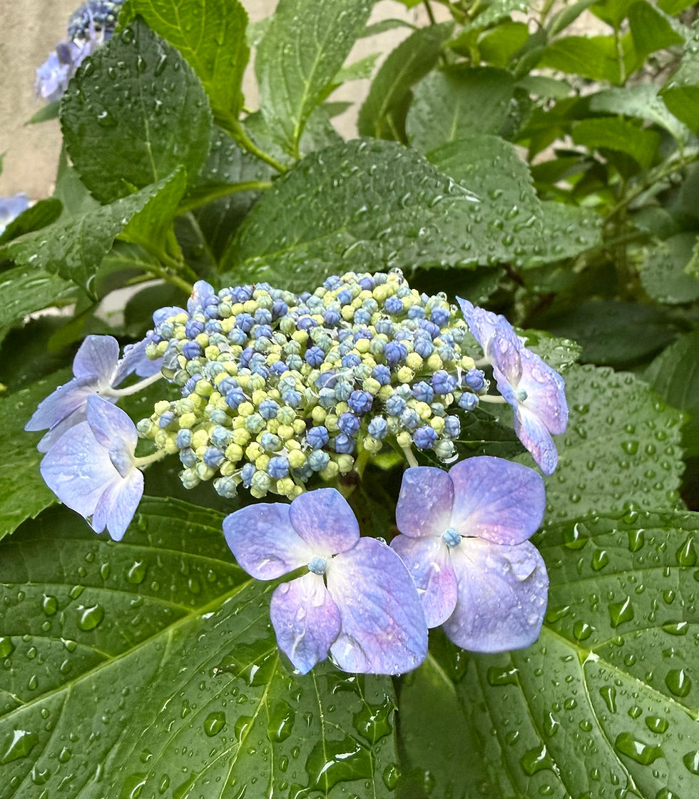 梅雨の季節を彩る花々