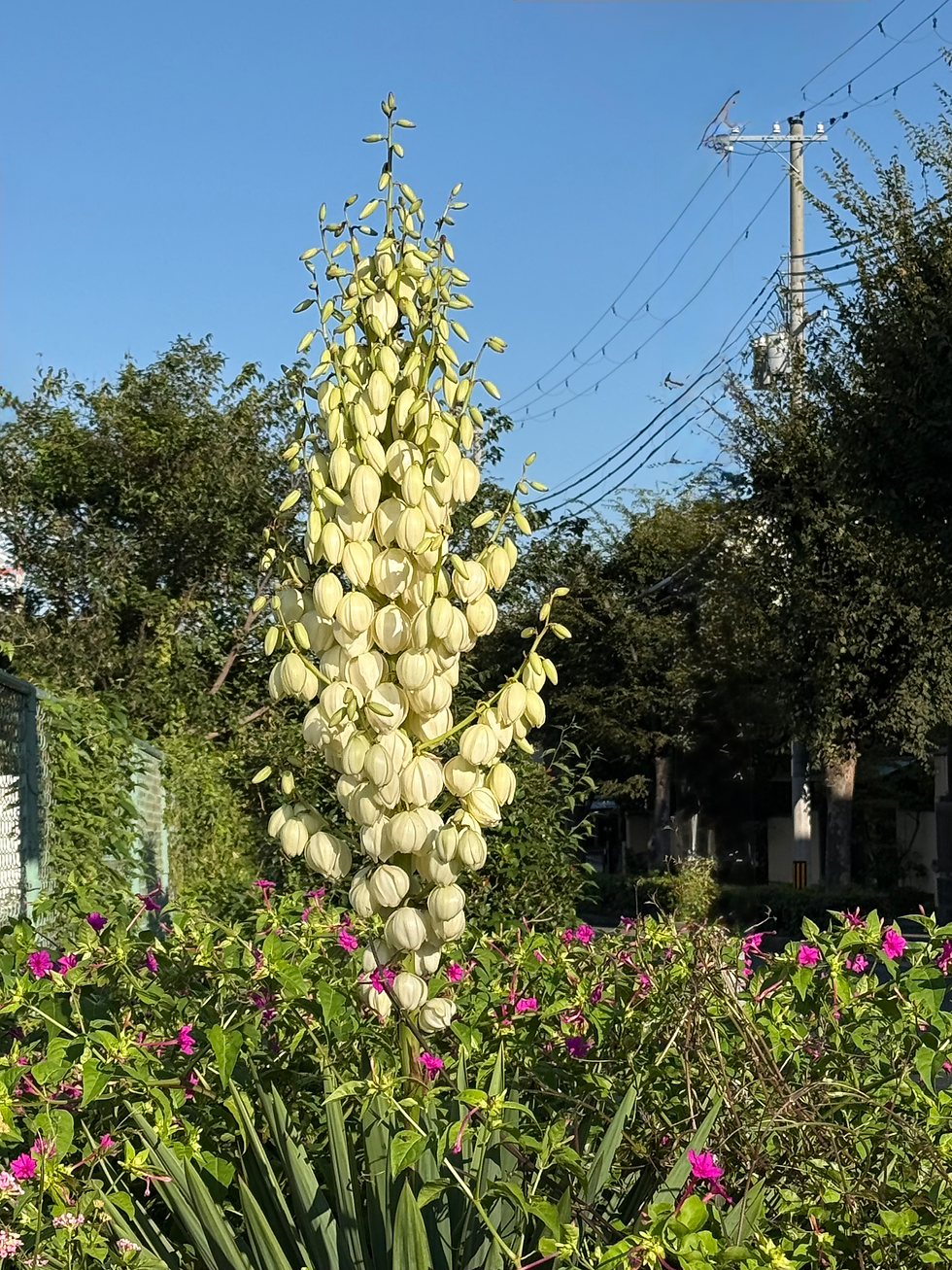 秋の陽ざしに映える花だより