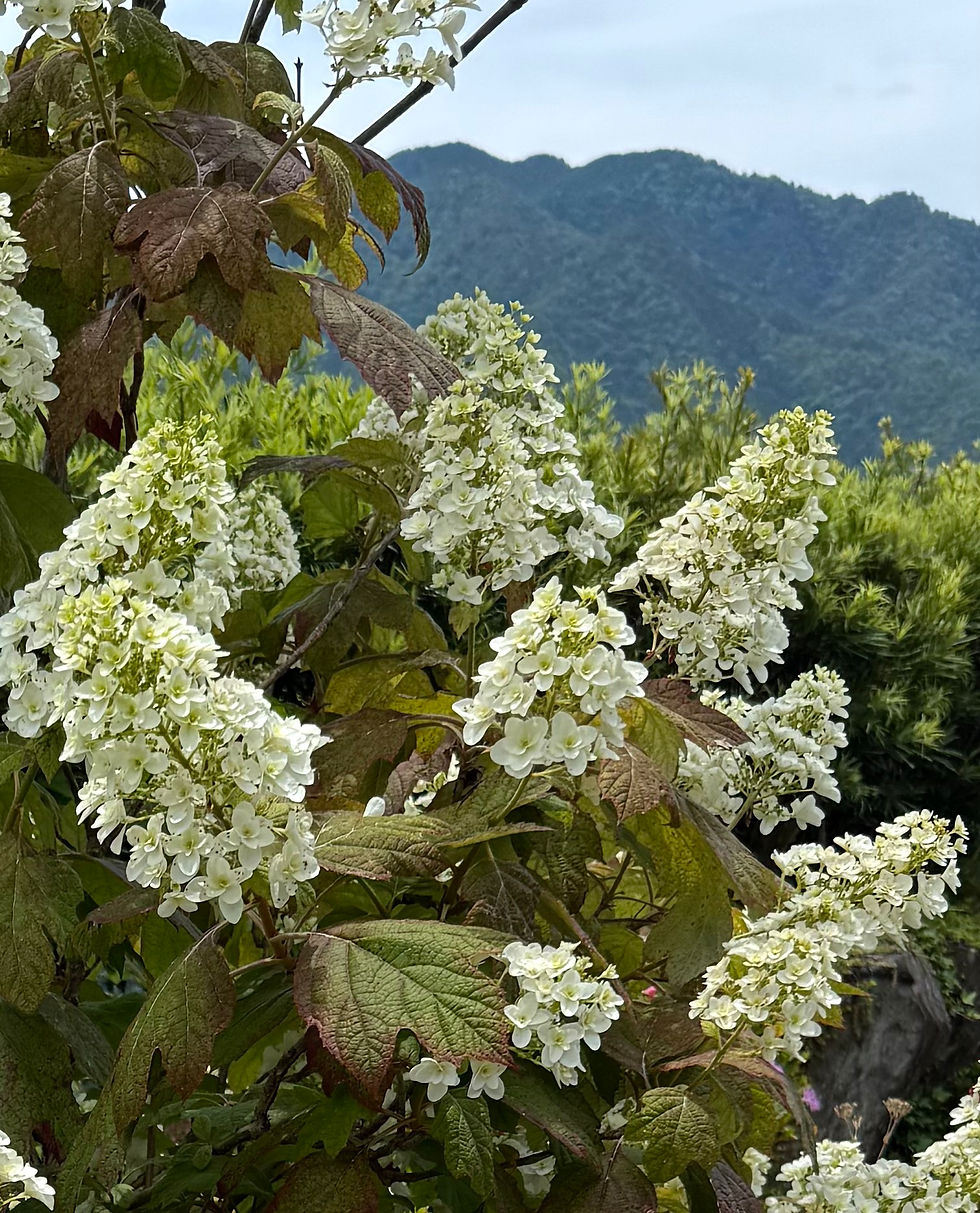 柏葉紫陽花