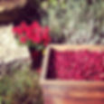 a crate of dry harvested cranberries for fresh eggs and a lb of honey--sounds like a fair trade to m