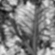 Instagram - What is it? #picoftheday #beautiful #beautyinthemundane #gardening #organic #organicgar