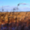 Instagram - winter marsh grass #capecod #landscape #latergram #beautiful #marsh #massaudubon
