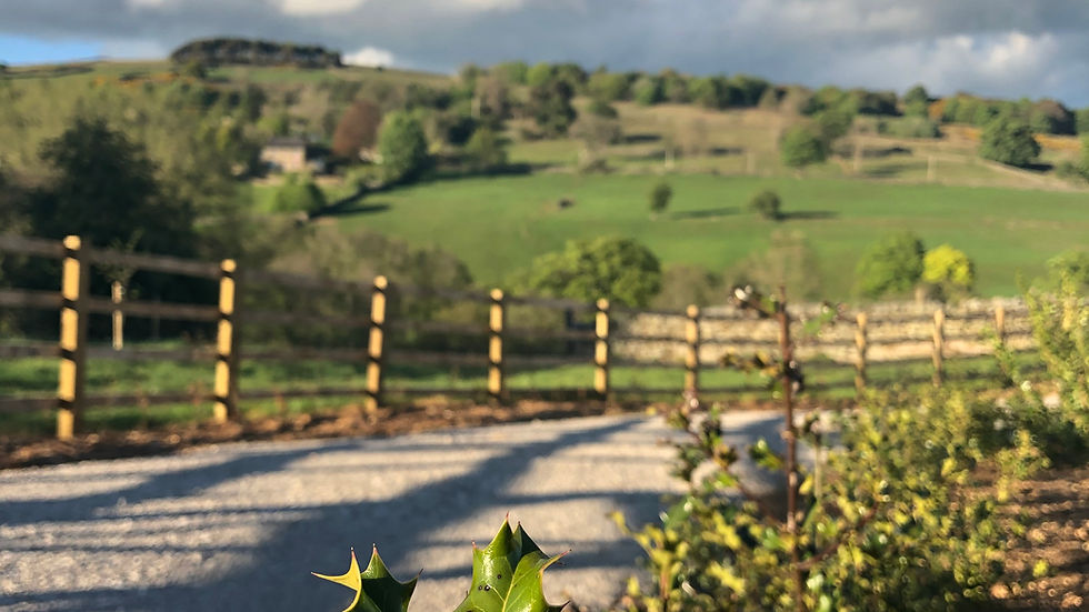 Eye-level view of a charming stone cottage with a flower garden in a Yorkshire village