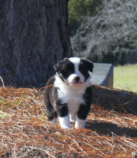 sz5wks2.jpg