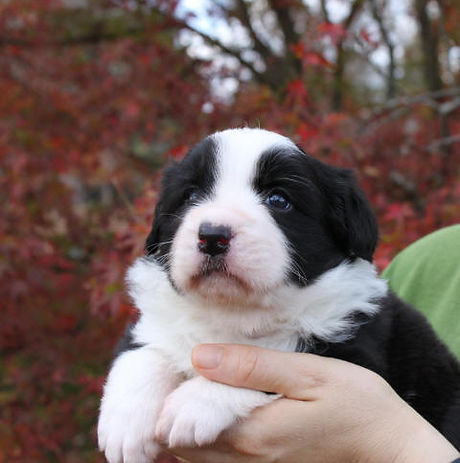 sz3wks8.jpg