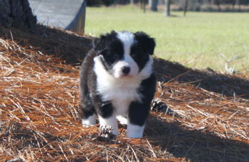 sz5wks10.jpg