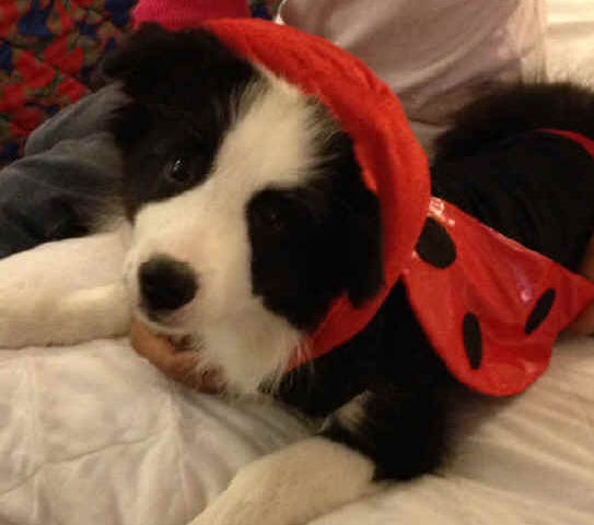 tillyhalloween.jpg