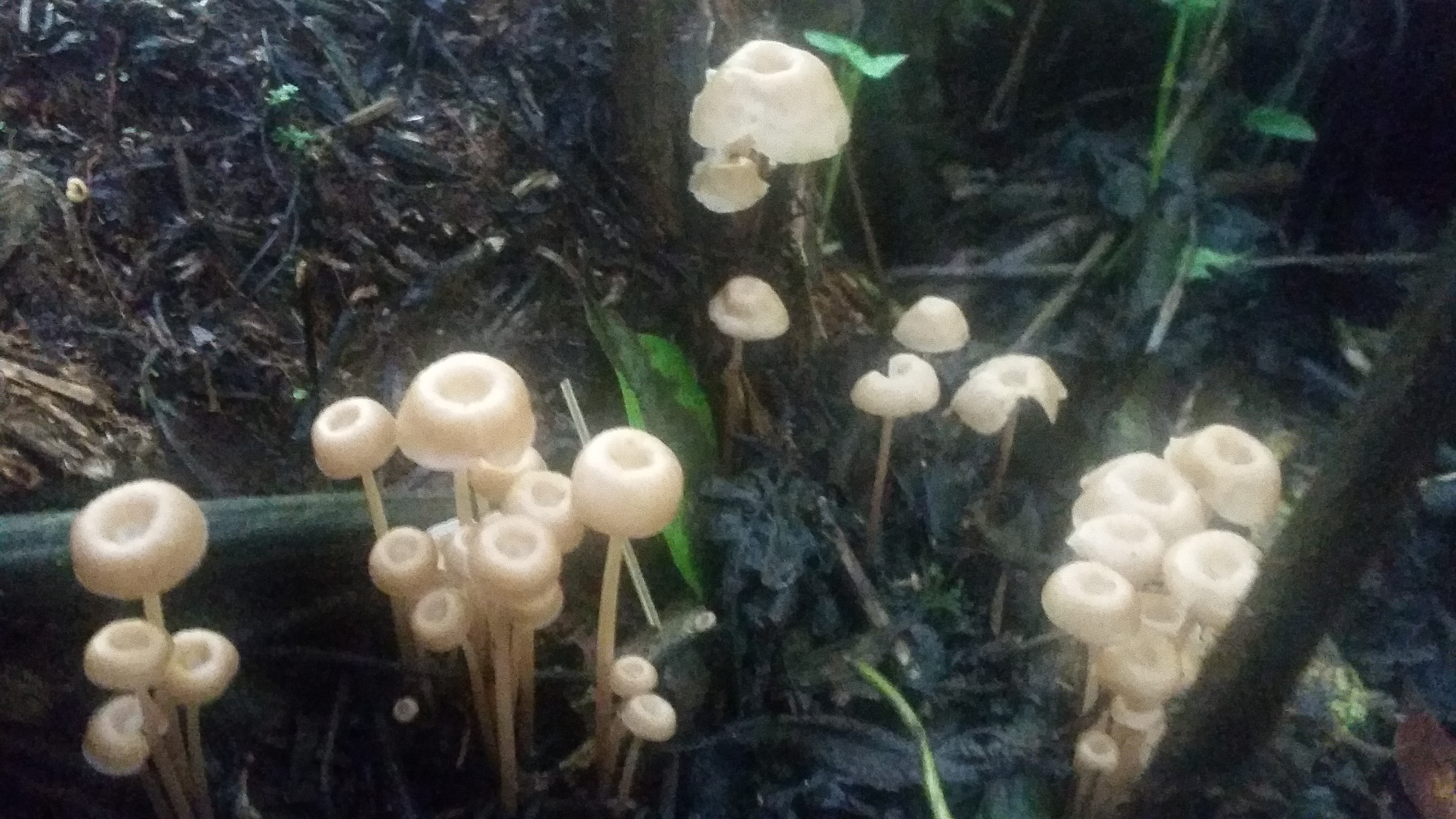 Los Hongos en la Selva