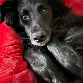 just a cuddly puppy