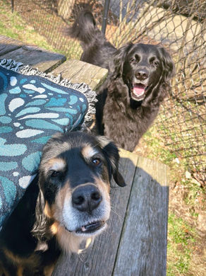 Pets, Just Because