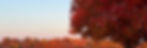 fall3_edited.jpg