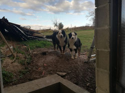 Chiens devant les travaux