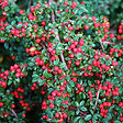 Cotoneaster.jpg