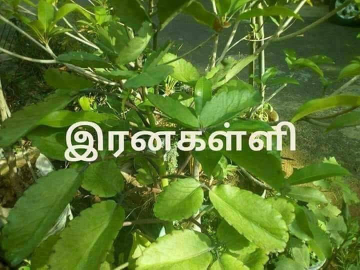 Thumbnail: Herbal plants...