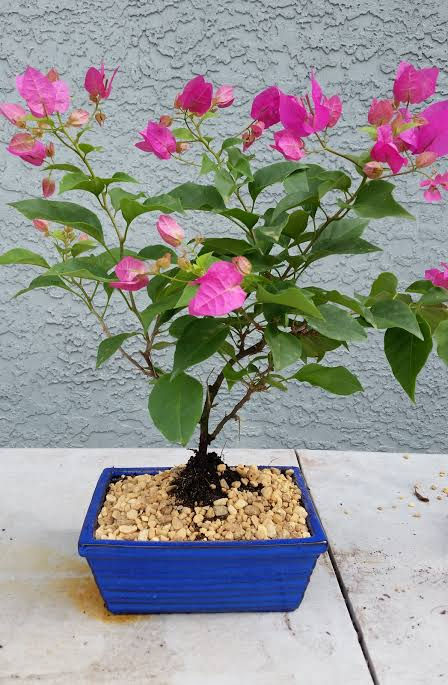 Thumbnail: Bougainvillea