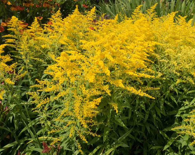 Golden Rod
