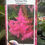 Thumbnail: Japanese Astilbe(Astilbe japonica)