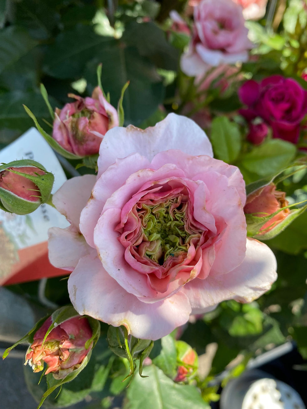Thumbnail: 10” Patio Rose 