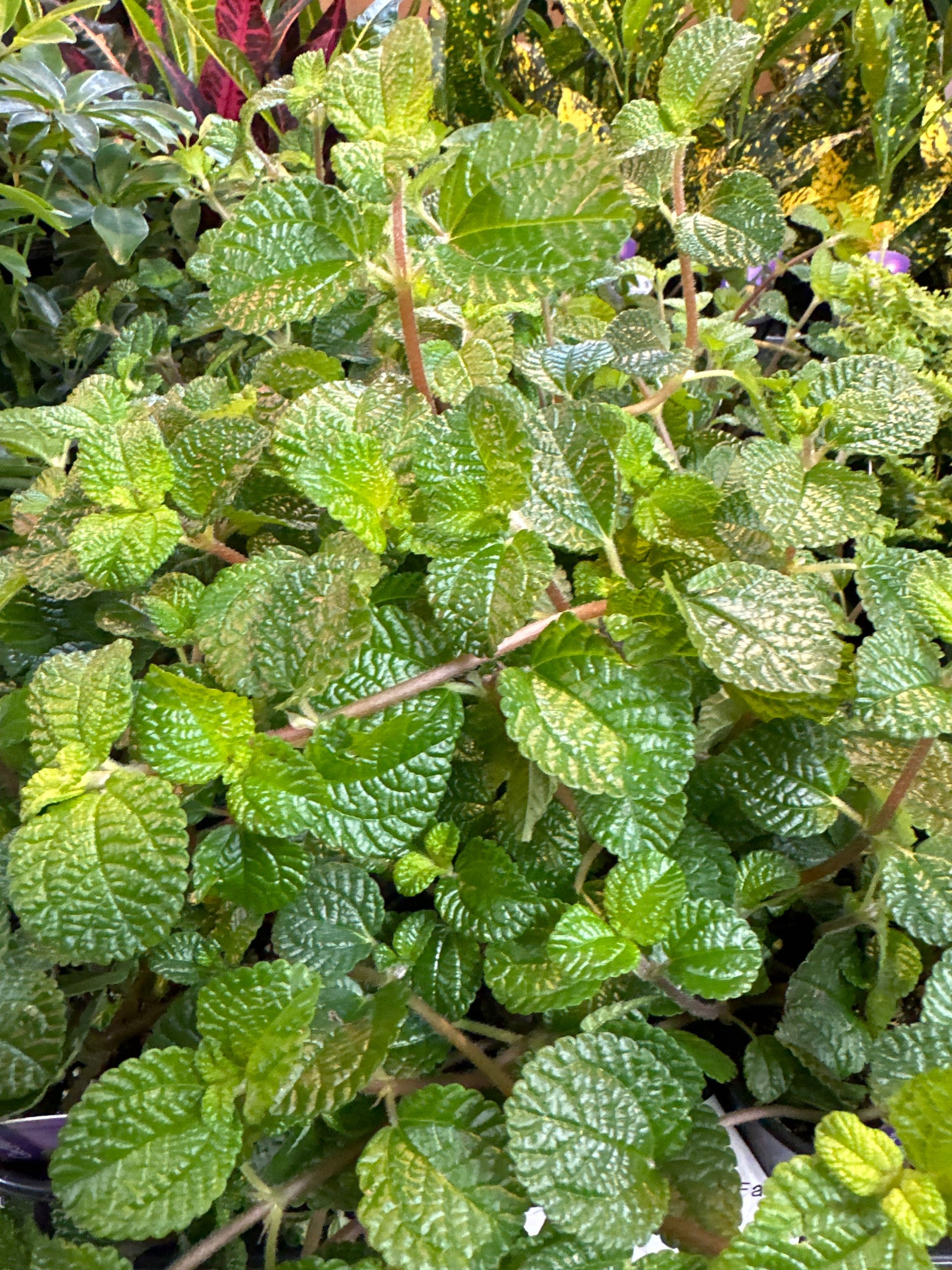 Creeping Charlie (Glechoma)