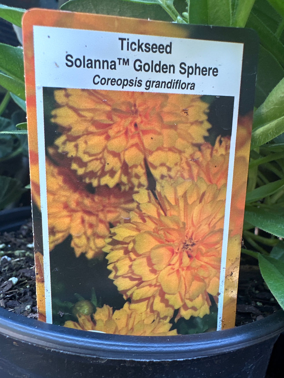 Thumbnail: Tickseed (Coreopsis hybrida)