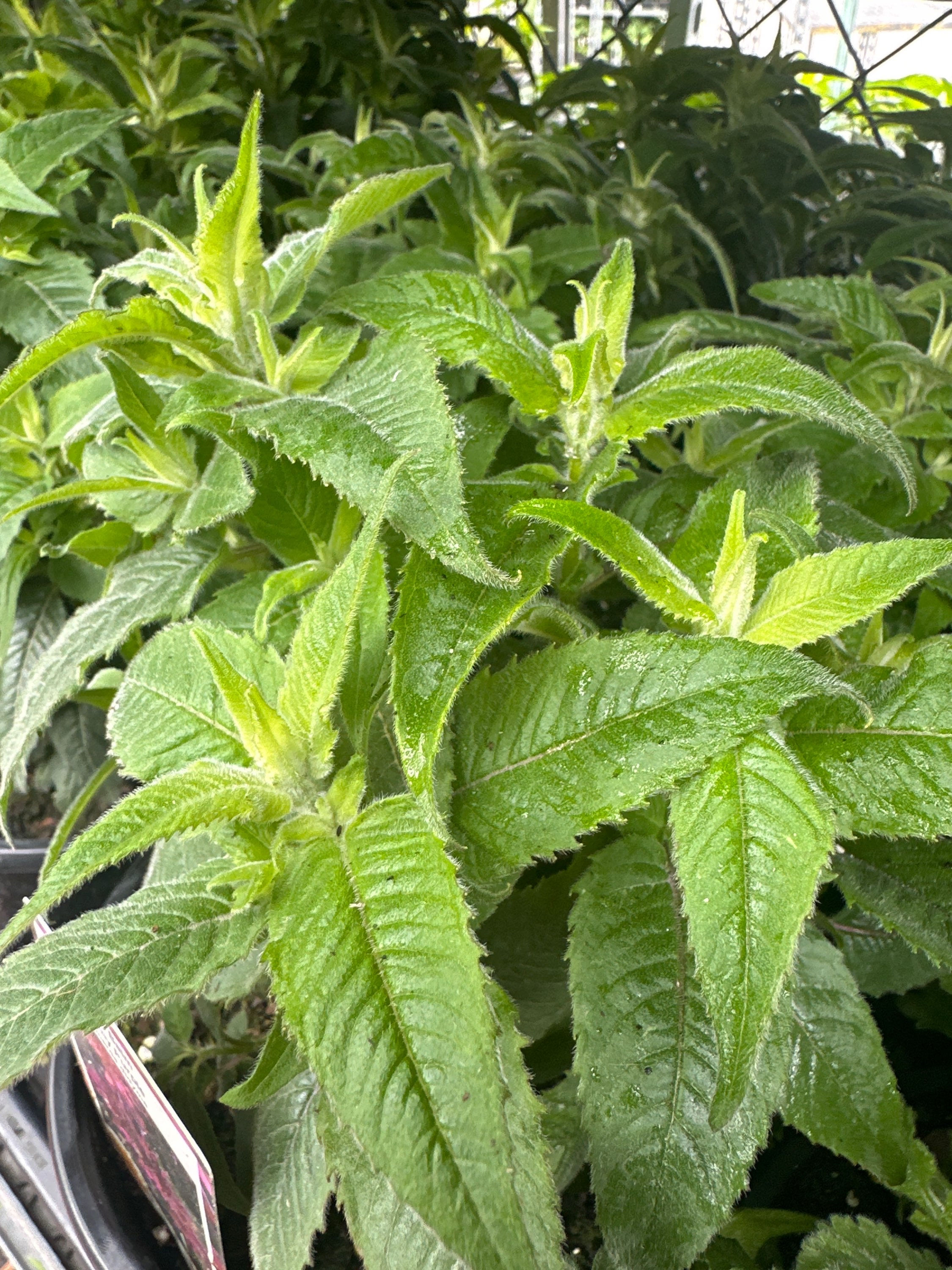 Bee Balm(Monarda didyma)