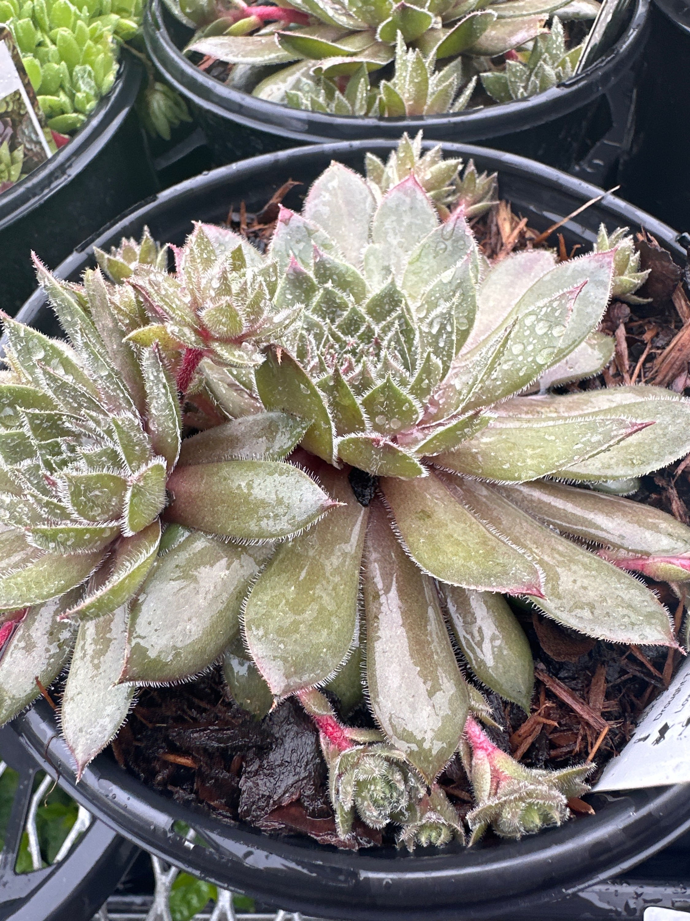 Hens & Chicks Commander Hay