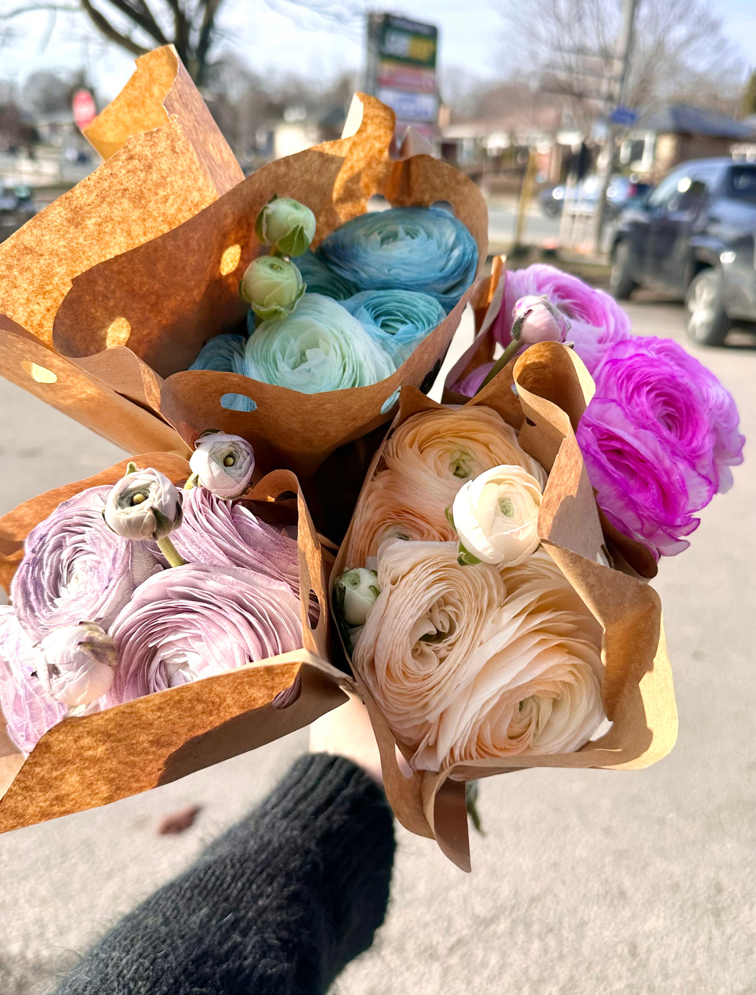 Dyed Ranunculus (5 stems/bunch) 