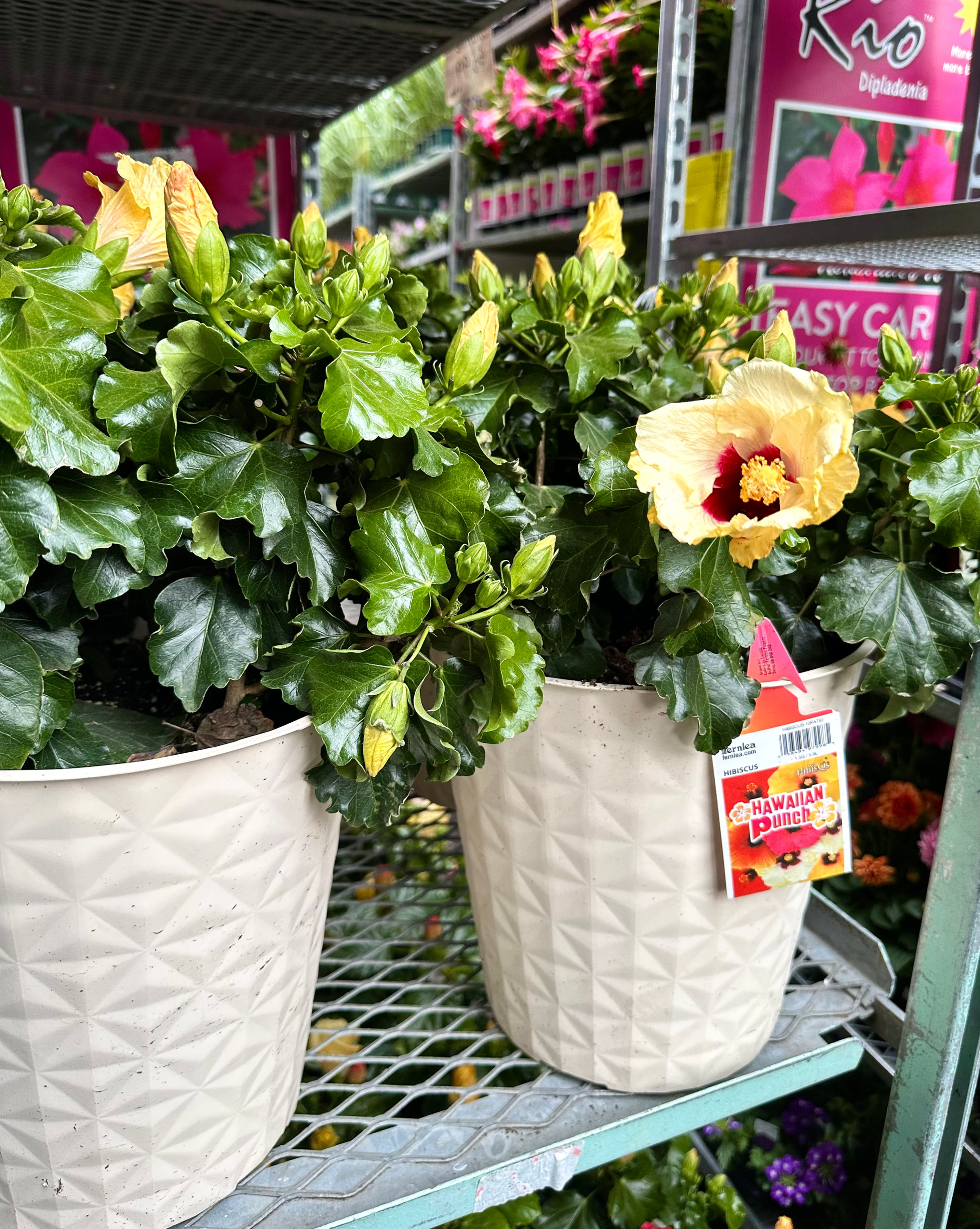 Hawaiian Punch Hibiscus Planter 