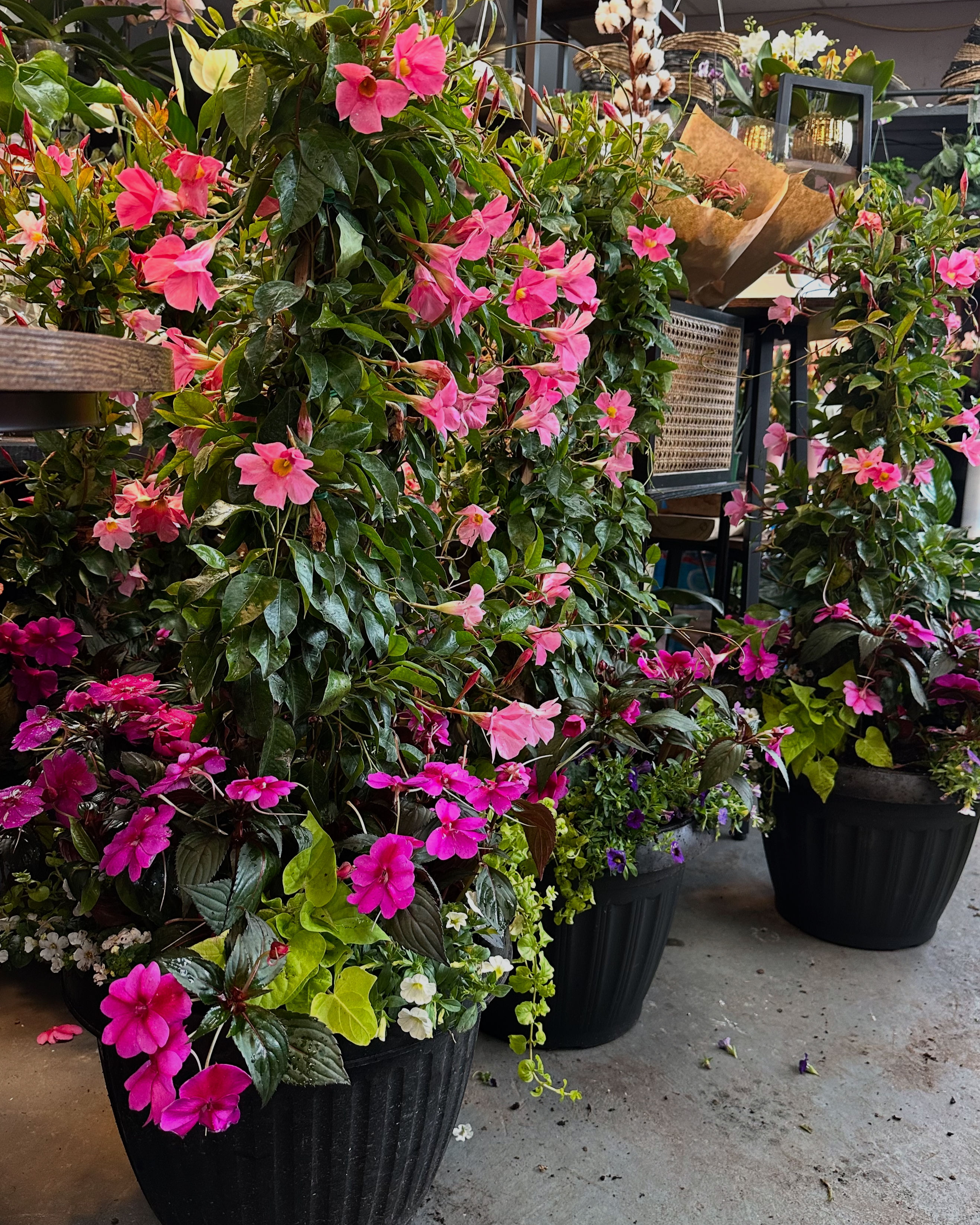 16” Dipladenia Summer Planter 